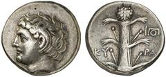 GREEK COINS ITALY CYRENAICA CYRENE Didrachm, about 300-280 B.C. AR 7.60 g. Head of Apollo Karneios l. with ram's horn. Rev. KU-RA, Silphium plant, in field r., I1. BMC 53, 247. Head on obv. with portr