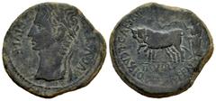 Celtiberian Coins Caesaraugusta. Augustus period. Unit. 27 BC - 14 AD. Zaragoza. (Abh-318). Anv.: AVGVSTVS. DIVI. F. Laureate head of Augustus left. Rev.: Pair of oxen left, II. VIR. below, CAESAR. (A