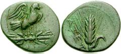 APULIA, Azetium. Circa 300-275 BC. Æ Hemiobol (3.33 gm). Estimate $250 APULIA, Azetium. Circa 300-275 BC. Æ Hemiobol (3.33 gm). Eagle standing right on thunderbolt / Grain ear. SNG France 1272; SNG AN